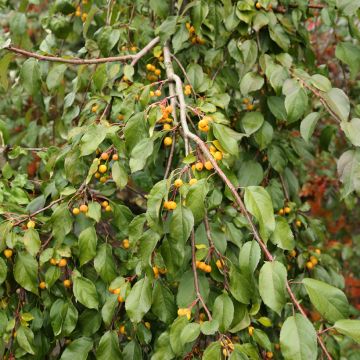 Malus sachalinensis Pendula - Crabapple