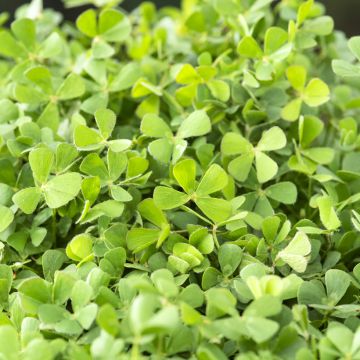 Marsilea quadrifolia - Water clover