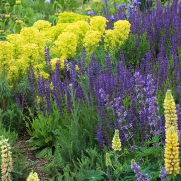 Melliferous Yellow and Blue Flower Bed