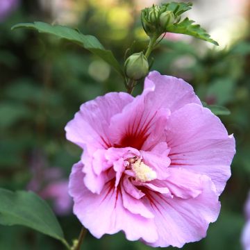 Mauve en arbre - Hibiscus syriacus Purple Pillar