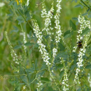 White Melilot Seeds - Melilotus albus