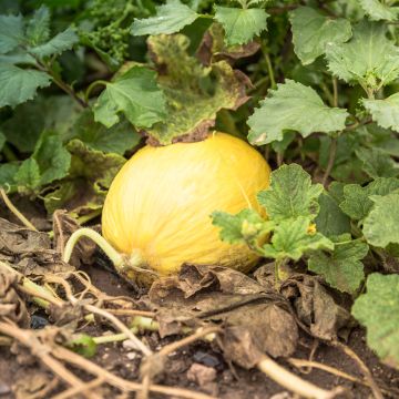 Melon Canary Yellow 2 - Cucumis melo