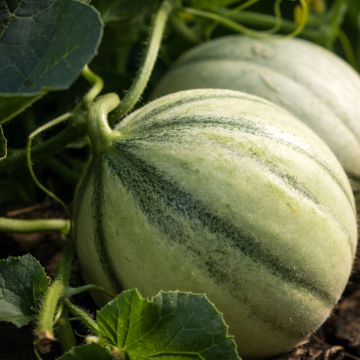 Melon Charentais Santon plants - Cucumis melo