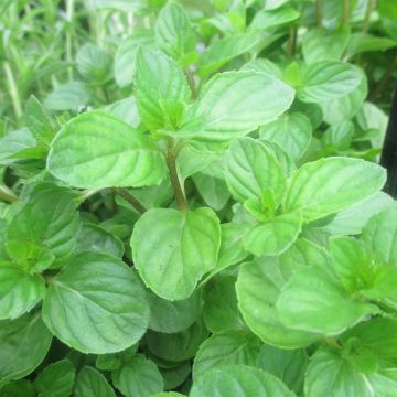 Mentha piperita chartreuse