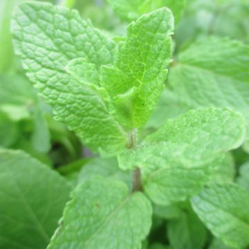 Mentha spicata Spanish