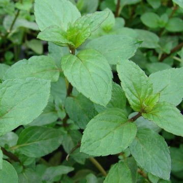 Mentha smithiana rubra