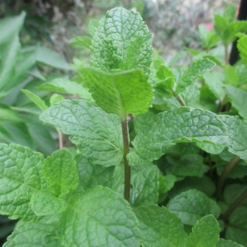 Mentha longifolia capensis