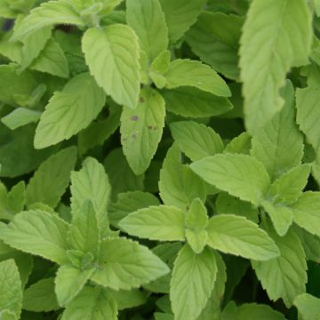 Organic Mentha arvensis Banana