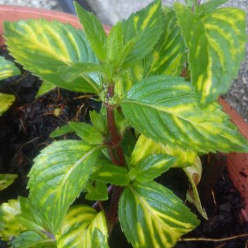 Organic Mentha piperita Ginger