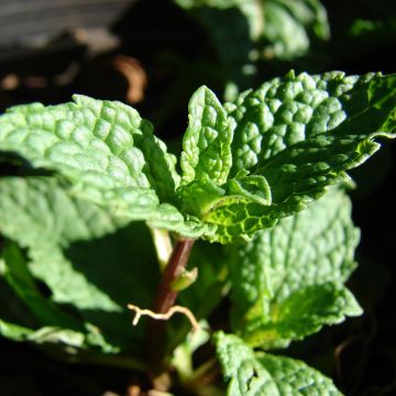 Mentha spicata Tashkent