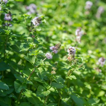 Water Mint - Mentha aquatica