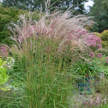 Miscanthus sinensis Flamingo - Silvergrass