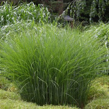 Miscanthus sinensis Gracillimus - Eulalie, Roseau de Chine