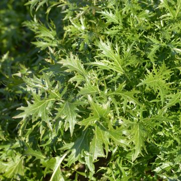 Mizuna Cabbage - Ferme de Sainte Marthe Seeds