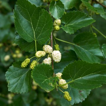 Morus alba Bistro -White Mulberry