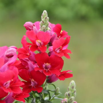 majus Antirrhinum Dazzling Lips Red