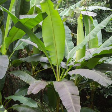 Musa basjoo - Hardy Banana