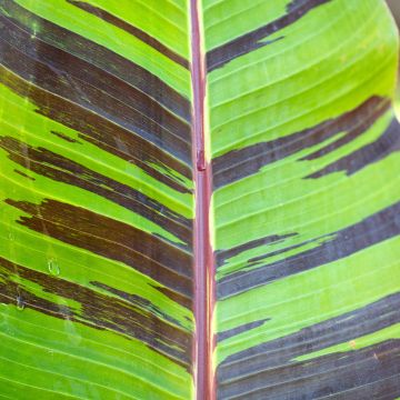 Musa sikkimensis Red Tiger - Hardy Banana