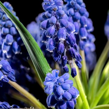 Muscari armeniacum Alida