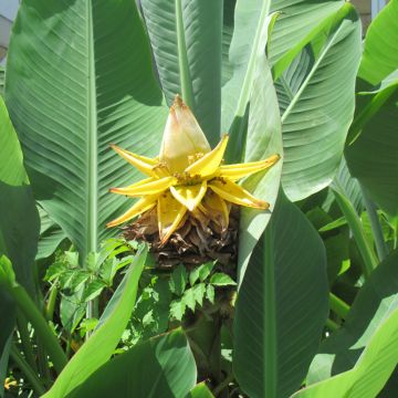 Musella lasiocarpa - Golden Lotus Banana