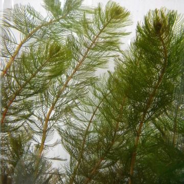 Myriophyllum spicatum