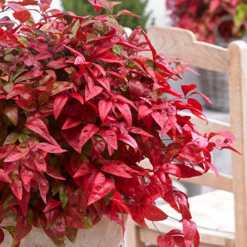 Nandina domestica Blush Pink 'Aka'