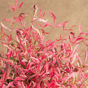 Nandina domestica Pretty Flamingo® - Sacred Bamboo