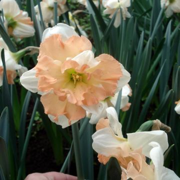 Narcissus Apple Pie - Daffodil