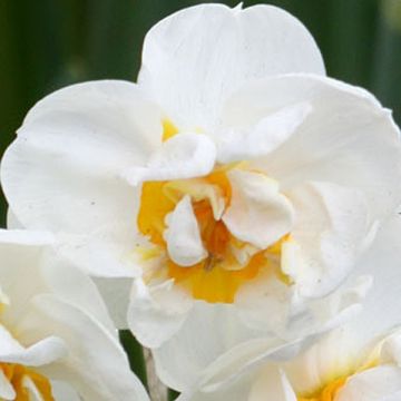 Narcisse Bridal Crown