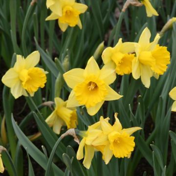 Narcissus Camelot - Daffodil