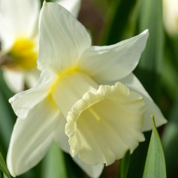 Narcissus Mount Hood