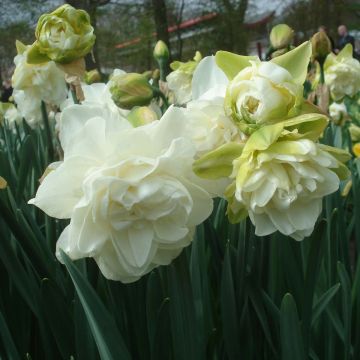 Narcissus Obdam