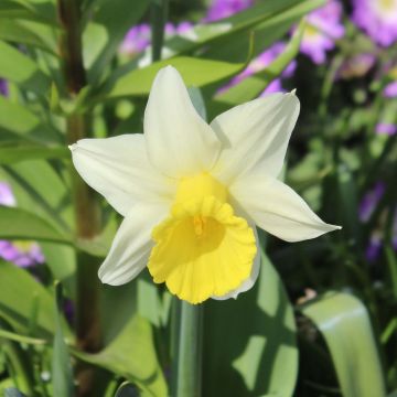 Narcissus cyclamineus Peeping Jenny