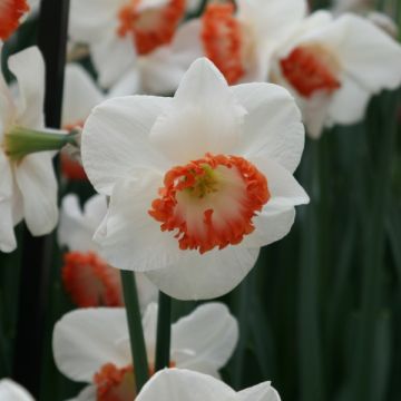 Narcissus Ring of Fire - Daffodil