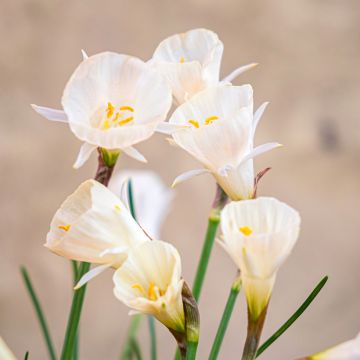 Narcissus Arctic Bells - Daffodil