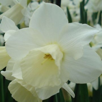 Narcissus Curlew - Daffodil