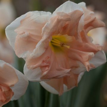 Narcissus Apricot Whirl