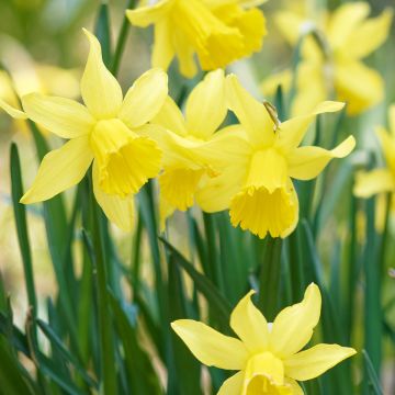 Narcissus pseudonarcissus 