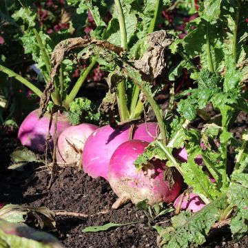 White Globe Turnip (purple collar) - Brassica rapa