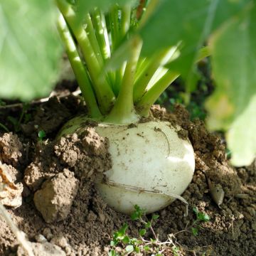 Turnip Early White Flat Dutch