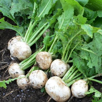 Navet Boule de Neige Snowball - Brassica rapa