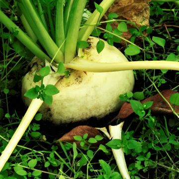 Navet Goldana Bio - Brassica rapa