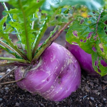 Turnip Plessis F1 - Vilmorin Seeds