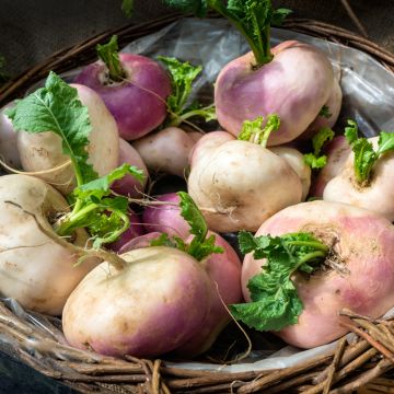 Navet Rouge Plat Hâtif Feuille Entière - Brassica rapa