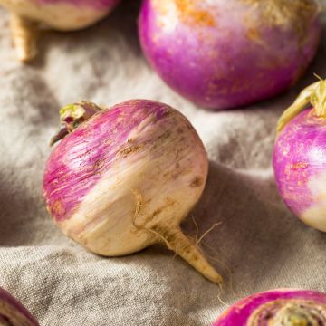 Turnip De Nancy - Vilmorin Seeds