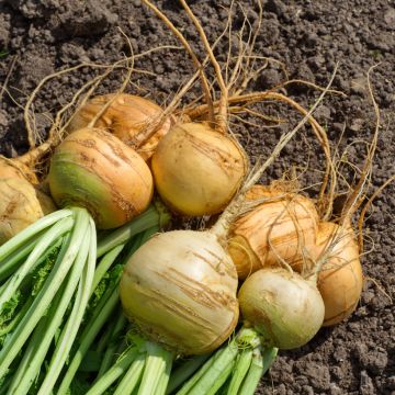 Turnip Boule D'Or- Brassica rapa