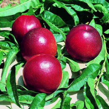 Prunus persica Honey Kist - Nectarine Tree