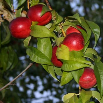 Prunus persica Honey Muscat - Nectarine Tree