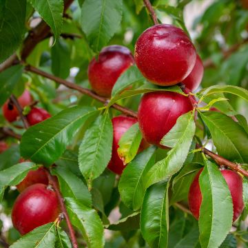 Prunus Nectared - Nectarine Tree