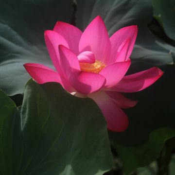 Nelumbo Pygmaea Red - Sacred Lotus